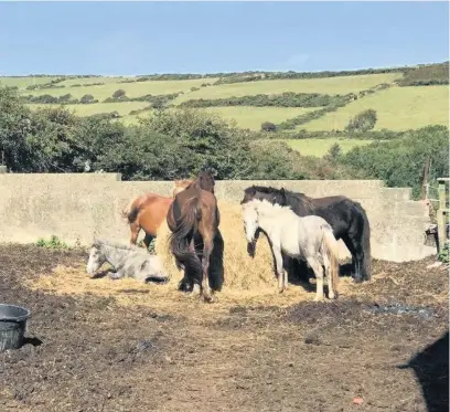  ?? Picture: RSPCA ?? A number of horses in the care of Alun Lloyd from Llanfyrnac­h, Pembrokesh­ire, suffered with poor body condition, weight loss and dental issues.