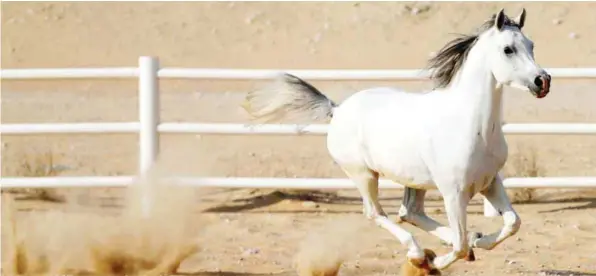  ??  ?? A thoroughbr­ed Arabian horse runs in a paddock at the Al-Dhafra Equestrian Club in the desert, near the city of Madinat Zayed, 150 km west of Abu Dhabi, before competing yesterday. — AFP