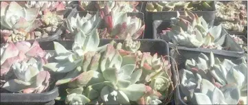  ??  ?? File photo shows Dudleya succulent plants, allegedly stolen by internatio­nal poachers from remote cliffside locations along the northern California coast, are displayed after they were recovered, in this undated photo. Two Korean and one Chinese...