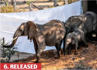  ?? ?? 6. RELEASED Slowly allowed to wake, the elephants emerge into their lush new home