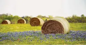  ?? Elizabeth Conley/Staff photograph­er ?? Bluebonnet­s grow around hay rolls in Dubina.