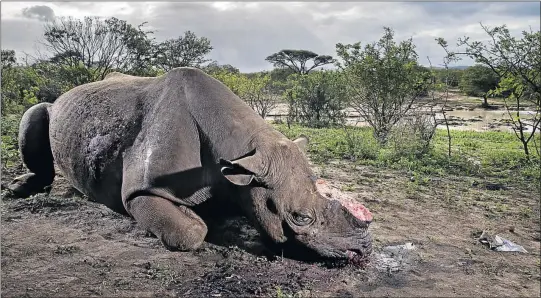  ??  ?? This photograph by South African photograph­er Brent Stirton of a Hluhluwe Umfolozi Game Reserve black rhino bull shot dead and dehorned won first prize in the Nature Picture Story Category of the World Press Photo Awards in Amsterdam. Stirton’s...