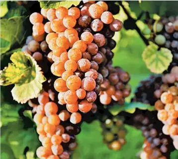  ?? LAUGHINGMA­NGO/GETTY ?? Pinot gris grapes are white grapes with a grayish-pink skin, hence “gris,” French for “gray.” Pinot gris and relative pinot blanc are behind some of Alsace’s most distinct wines.