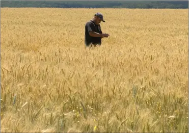  ?? EFREM LUKATSKY — THE ASSOCIATED PRESS ?? A farmer checks the wheat in a field in the Donetsk region of Ukraine. Russian hostilitie­s in Ukraine are preventing grain from leaving the “breadbaske­t of the world” and making food more expensive across the globe.