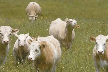  ?? JACQUES NADEAU LE DEVOIR ?? Les laitues romaines contaminée­s à l’E. Coli visées par les rappels récents étaient cultivées dans des champs voisins de pâturages destinés à l’élevage bovin.