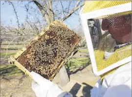  ?? Gosia Wozniacka Associated Press ?? DECLINES in bee colonies are attributed to several factors, including beekeeper practices, parasites, viruses and pesticides. Above, bee inspector Neil Trent.