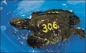  ?? BOB CARE — FLORIDA KEYS NEW BUREAU VIA AP ?? One of 40 cold-stunned Kemp’s ridley sea turtles swims in a child’s pool after arriving at the Turtle Hospital on Nov. 28 in Marathon, Fla. The turtles were rescued from beaches in Cape Cod, Mass.