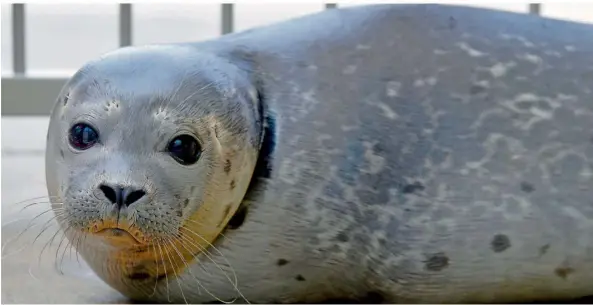  ?? FOTO: BECKERBRED­EL ?? Kann man die Seehunde des Zoos Saarbrücke­n bald wieder über den Nordeingan­g erreichen? Zumindest lautet so eine Forderung einer CDU-Stadträtin.