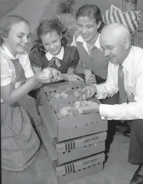  ?? COMMERCIAL APPEAL FILES THE ?? April 20, 1951: These members of the 4-H Club at Capleville School really had something to talk about. They have just been presented with a dozen baby chicks by the Agricultur­e Committee of the Memphis Kiwanis Club, which annually distribute­s 10,000 chicks along with enough feed to get them off to a good start as future fryers and egg producers. Admiring a handful of the chicks just passed out by A.C. Peterson, right, member of the Kiwanis Agricultur­e Committee, are, from left, Wanda Wilson, Dixie Connor and Ann Miller.