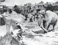  ?? MAX ARTHUR/CHICAGO TRIBUNE ?? In an unposed photo, Ziggy turns temperamen­tal and chases Brookfield Zoo employee George Lewis toward a moat in 1938. This was shortly after the elephant tossed Lewis, injuring him slightly. Three years later, Ziggy tried to gore him and Lewis had to punch the elephant in the eye.