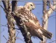  ??  ?? A juvenile red tailed hawk perches outside the Audubon Coastal Center on Milford Point.