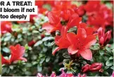 ?? ?? TRICK FOR A TREAT: Azaleas will bloom if not planted too deeply