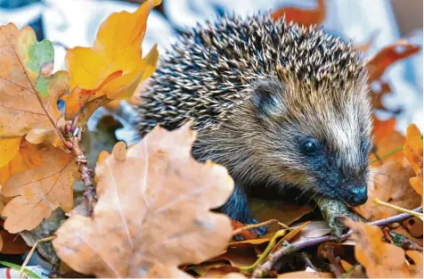  ?? Foto: dpa ?? Mit herunterge­fallenen Laubblätte­rn kann der Igel sich einen Unterschlu­pf bauen. Gartenbesi­tzer müssen deshalb im Herbst nicht alles aufsammeln und entsorgen.