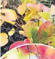  ??  ?? Cotinus ‘Golden Spirit’ is an easy-going compact shrub