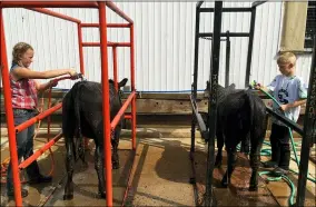  ??  ?? Siblings Kail Callihan, 11, left, and Case Callihan, 10, of Nova, wash their black angus cows before judging in the modern market beef class on Aug. 25at the 175th Lorain County Fair. They are members of the Helping Hands 4-H Club and Kail Callihan also is a member of the Sunset Riders 4-H Club.