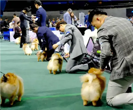  ?? PHOTOGRAPH BY ANALY LABOR FOR THE DAILY TRIBUNE @tribunephl_ana Philippine Circuit Show ?? ADORABLE dogs of different breeds show off their skills and compete at Asia’s biggest dog show, the at Smart Araneta Coliseum in Quezon City on Saturday.