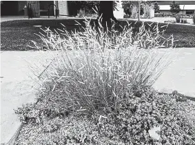  ?? (Photo: CSU Extension Boulder County). ?? Blue grama.