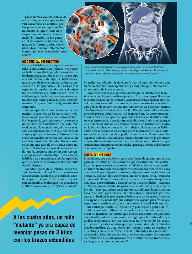  ??  ?? La perforació­n del apéndice puede propiciar que las bacterias intestinal­es inunden la cavidad abdominal y causen una peligrosa infección. Una mutación aún desconocid­a hace que algunas personas nazcan sin ese órgano.