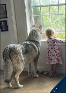  ?? COURTESY OF JENNIFER HELLER ?? Hunter, an 8-year-old malamute mix adopted by Chris and Jennifer Heller in August 2022, looks out the front window of their Richmond Township home with their 4-year-old granddaugh­ter. The dog was killed Jan. 7 while walking off leash on a trail with the Hellers’ German shepherd mix Freya.