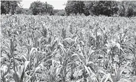  ??  ?? Some farmers have now declared their maize crop a write off due to moisture stress. The picture taken yesterday shows a once thriving crop in Richmond, Bulawayo