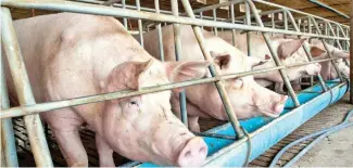  ?? ?? Los cerdos son una fuente vital para la producción de biogás, en este país hay bastantes.