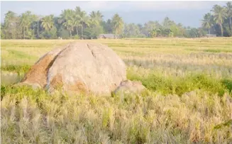  ?? PHOTOGRAPH COURTESY OF HENRYLITO D. TACIO ?? AN estimated 11.3 million tons of rice straw produced yearly in the country are considered waste.