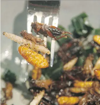  ?? THE ASSOCIATED PRESS ?? Bamboo worms, silkworms and crickets top a salad at Insects in the Backyard.