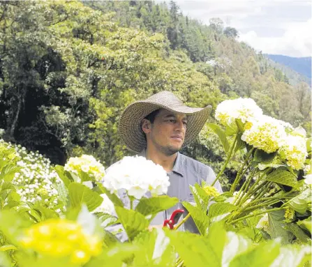  ?? JAIVER NIETO ÁLVAREZ ?? Además de comerciali­zar las hortensias, Federico es de tradición silletera. Cada año hace de 6 a 8 silletas y participa en el desfile.