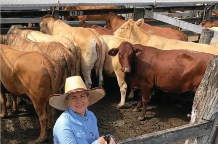  ?? PHOTO: CONTRIBUTE­D ?? DOWNHILL RUN: Stephanie Whitaker, Murgon, with a pen of her cows that sold for 227.2c/kg or $1407/head. The last Biggenden sale of the year is scheduled for December 11.