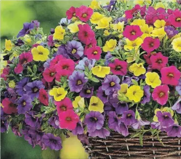  ?? NATIONAL GARDEN BUREAU ?? Calibracho­a Kabloom Denim, Rose and Yellow (Pan American Seed) make a vibrant combinatio­n for a hanging basket.