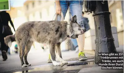 ??  ?? In Wien gibt es 351 Trinkbrunn­en mit Tränke, wo auch Hunde ihren Durst löschen können.