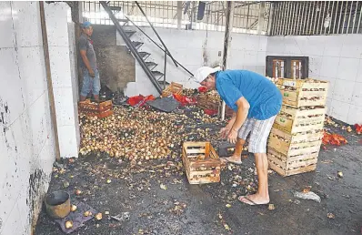  ??  ?? Un permisiona­rio busca qué se puede salvar del incendio entre cebollas quemadas.