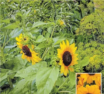  ?? THERESA FORTE, FOR TORSTAR ?? Cheerful sunflowers, paired with dill in this teaching garden, are a good choice for pollinator gardens.