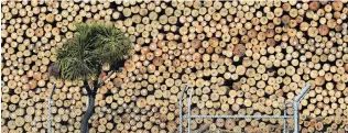  ?? PHOTO: GERARD O’BRIEN ?? Log letup . . . Exporters coming off record highs need to see there is diminishin­g demand for logs. Pictured, export logs at a Fryatt St, Dunedin, marshallin­g yard.