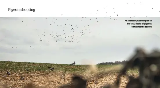  ??  ?? As the team put their plan to the test, flocks of pigeons
come into the decoys