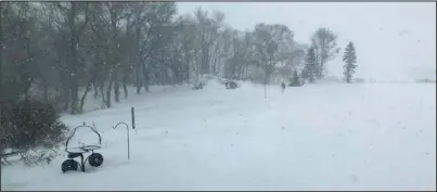  ?? (NDSU photo) ?? Winter weather can be a significan­t stressor for cattle.