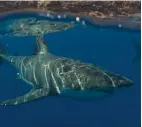  ?? ?? Two great white sharks swim beneath the water’s surface near Guadalupe Island, Mexico