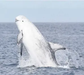  ?? Niki Clear ?? > The Risso dolphin has a distinctiv­e dorsal fin