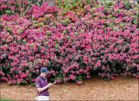  ?? PHOTOS BY CURTIS COMPTON/CURTIS.COMPTON@AJC.COM ?? Azaleas bloom in the background as Carlos Ortiz checks his scorecard during the second round Friday. The Masters returned to its mid-april dates after COVID-19 forced the 2020 tournament into November.