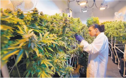  ?? ADOLPHE PIERRE-LOUIS/JOURNAL ?? Hailey Salazar, an assistant grower at Verdes Foundation, inspects grown marijuana plants for bugs and male flowers June 11. Changes to the state’s medical marijuana laws takes effect this month.