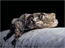  ?? PICTURE / NZ HERALD ?? The forest gecko is one of a number of native species that will benefit from the decimation of Russell Forest’s rat population.