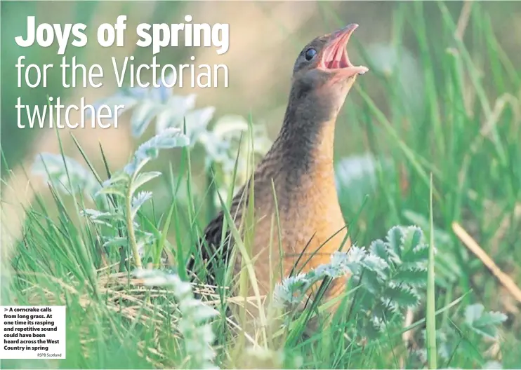  ?? RSPB Scotland ?? > A corncrake calls from long grass. At one time its rasping and repetitive sound could have been heard across the West Country in spring