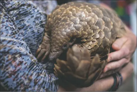  ?? (AP/Themba Hadebe) ?? Nicci Wright, a wildlife rehabilita­tion expert and executive director of the African Pangolin Working Group in South Africa, holds a pangolin at a Wildlife Veterinary Hospital in Johannesbu­rg. The group has been rehabilita­ting pangolins rescued from poachers for nearly a decade.