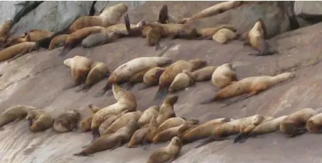  ?? CAROL ANN DAVIDSON PHOTOS/TNS ?? Basking sea lions are a typical attraction along Lynn Canal, North America’s longest and deepest fiord.