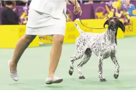  ?? Mary Altaffer / Associated Press ?? CJ, a German shorthaire­d pointer, is shown during the sporting group competitio­n at the 140th Westminste­r Kennel Club dog show on Tuesday at Madison Square Garden in New York. CJ won best in show.