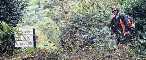  ?? PHOTO: PETER MCINTOSH ?? Blowin’ in the wind . . . Jarrad Kennedy, of the Malcam Charitable Trust, clears leaves from paths following strong gales in Dunedin on Sunday.