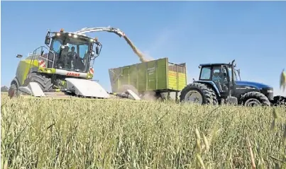  ?? ADMITE ?? ¡Qué calor!. Los casi 40 grados del centro-oeste de Santa Fe no se sentían adentro de la picadora, en un lote de avena.