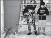  ?? Mona Weatherly ?? Caleb Ortiz-Loya, 12, left, and his brother, Aramis Ortiz-Loya, 11, feed sweet potato slices to Cora the Kangaroo at the Safranek Farm celebratio­n on Sunday. The boys’ parents are Maria and Aramis Ortiz-Loya.