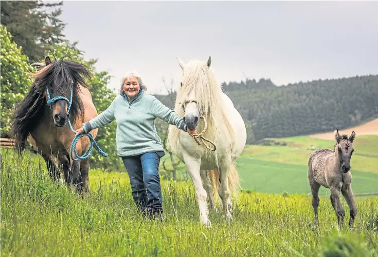  ?? ?? SUCCESS: Jean Connell – pictured with her Achnacarry ponies, Eros and Fiona, and foal Struan – has been breeding the animals since 1977. Picture by Mhairi Edwards.