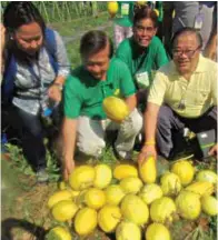  ??  ?? Cristie Angeles, Toto Barcelona, and former SJDM mayor Lito Sarmiento posing with Diana watermelon­s.